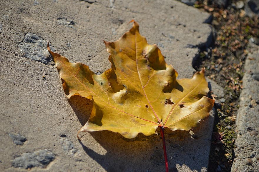 hoja, follaje, otoño, hoja seca, naturaleza, amarillo, temporada, de cerca, seco, octubre, antecedentes