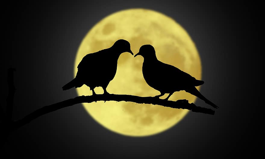 måneskinn, elsker fugl, dom, mørk, himmel, måne