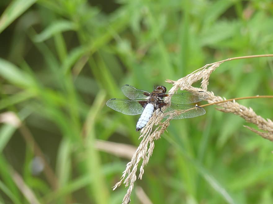 Broad Bodied Chaser, trollslända, gräs, libellula depressa, skimmer dragonfly, insekt, Odonata, växt, natur, sommar