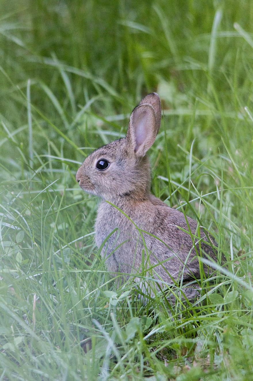 kanin, kit, ung, ung kanin, hare, bunny ører, kaninører, græs, dyreliv, vild, pattedyr