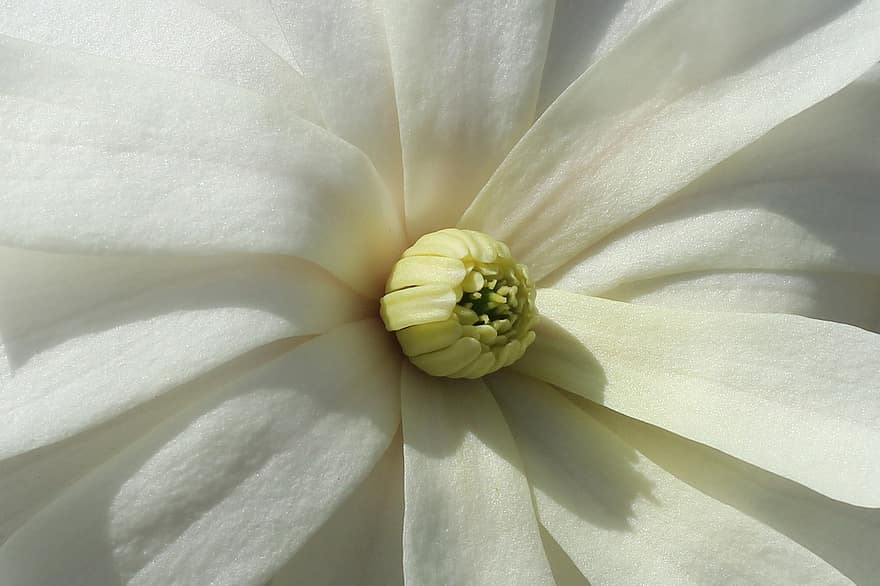Magnolie, weiße Blume, blühen, Frühling, Natur, Nahansicht, Flora, Blume, Blütenblatt, Pflanze, einzelne Blume