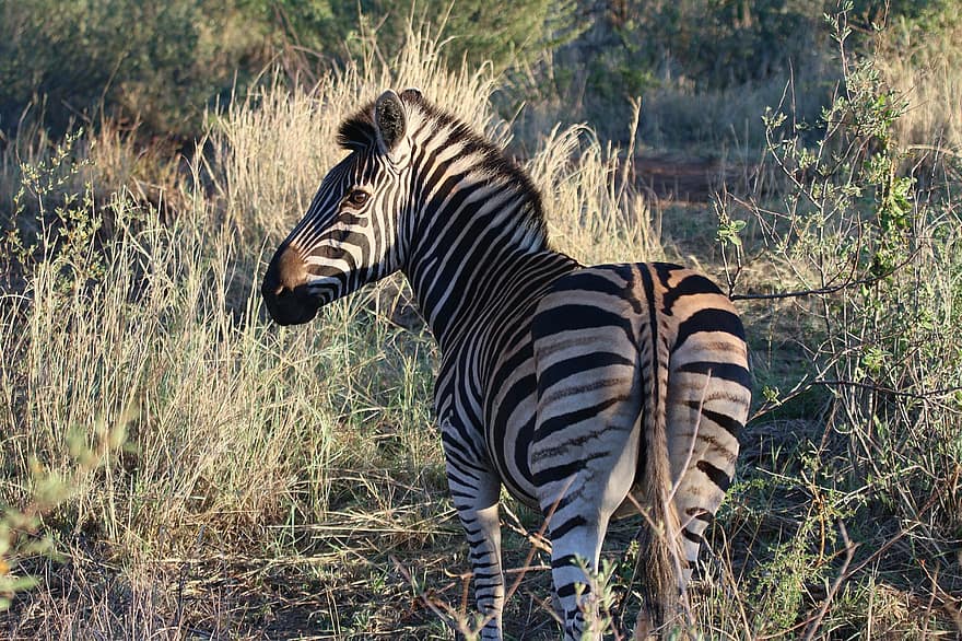 zebra, paard, dier, strepen, paardachtigen, ruiter, Afrika, zoogdier, weide, dieren in het wild