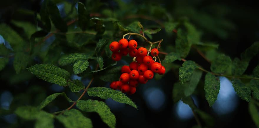 Rowan, Berries, Branch, Mountain Ash, Leaves, Red Berries, Red Fruits, Foliage, Tree, Plant, Nature