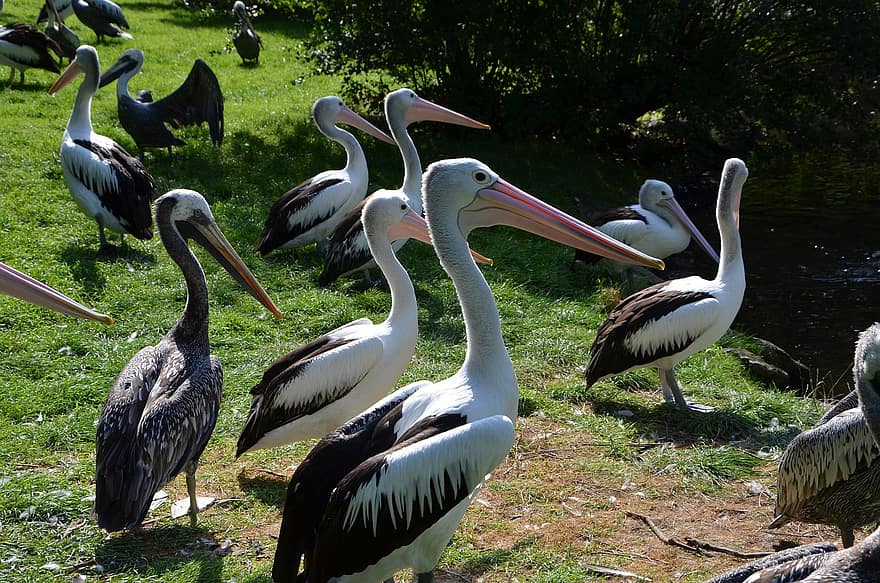 ptaki, pelikan, ornitologia, gatunki, fauna, ptaków, Zwierząt, dzikiej przyrody, wodny ptak, dziób, pelecanidae