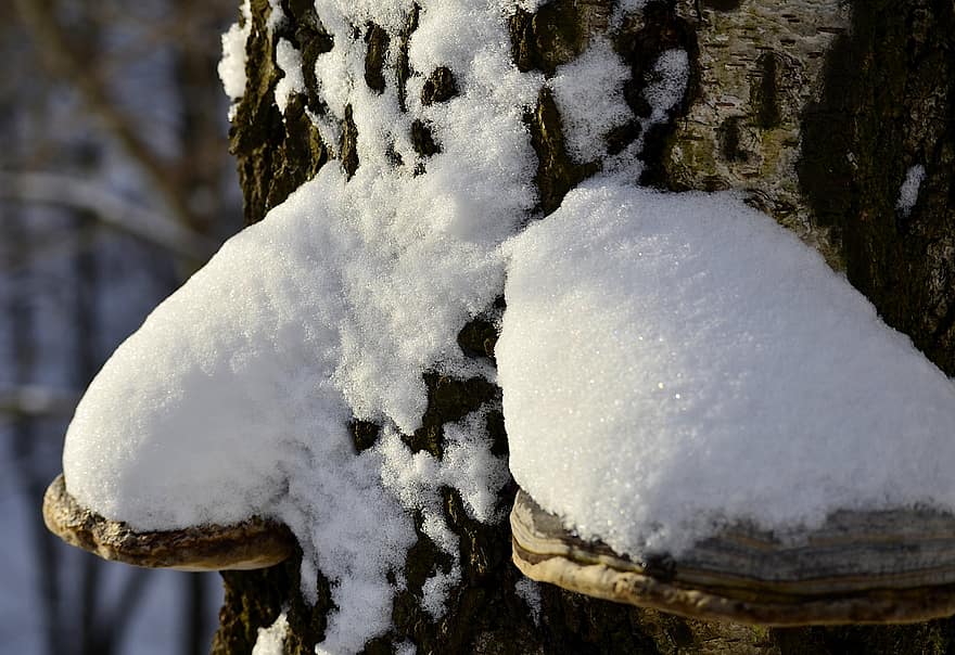 sne, træ, birk, vinter, is, bark, bagagerum