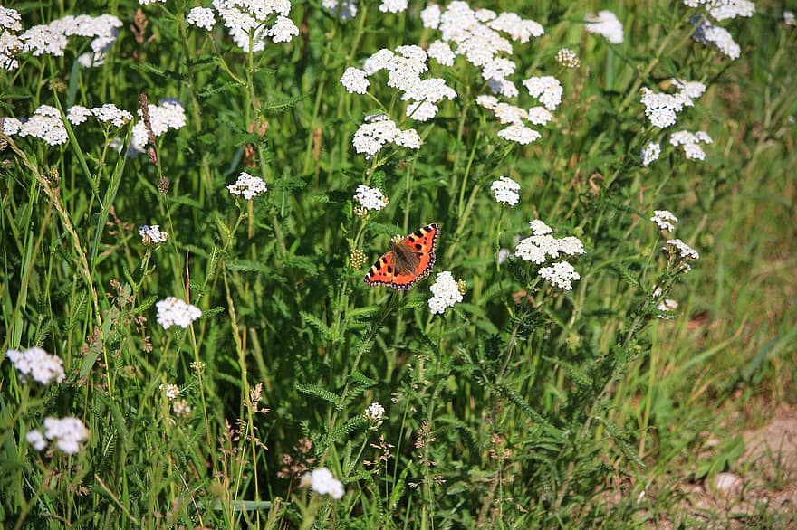 Schmetterling Mit Blumen, motýl, květiny, Příroda