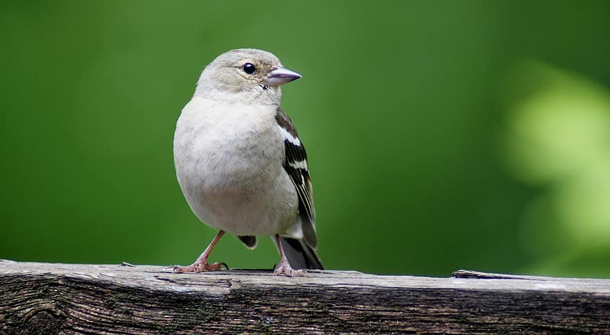 Vogel, Buchfink, Natur