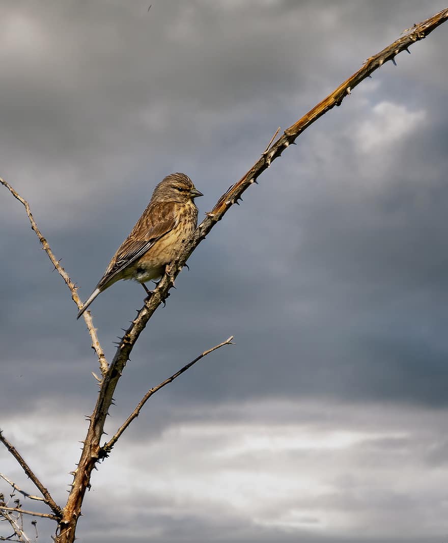 Linnet, Bird, Songbird, Nature, Perched, Plumage, Feathers