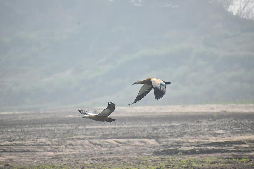 Pato, pájaro, volador, tándem, río chambal, Santuario Nacional de Chambal, Chambal Safari Lodge, uttar pradesh, animales en la naturaleza, pico, azul
