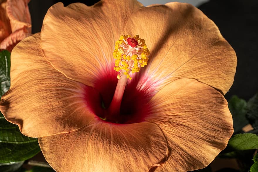 blomst, hibiscus, stamen, hawaiiblomst, makro, Støvfelle, nærbilde, anlegg, blad, petal, blomsterhodet