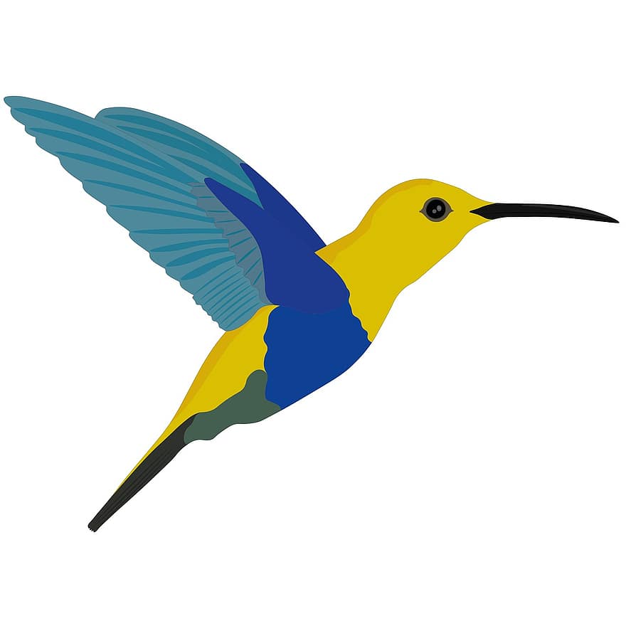 Hummingbird, Bird, Animal, Wildlife, Flying, Plumage, Nature, Birdwatching, Bright, Colorful, Wild