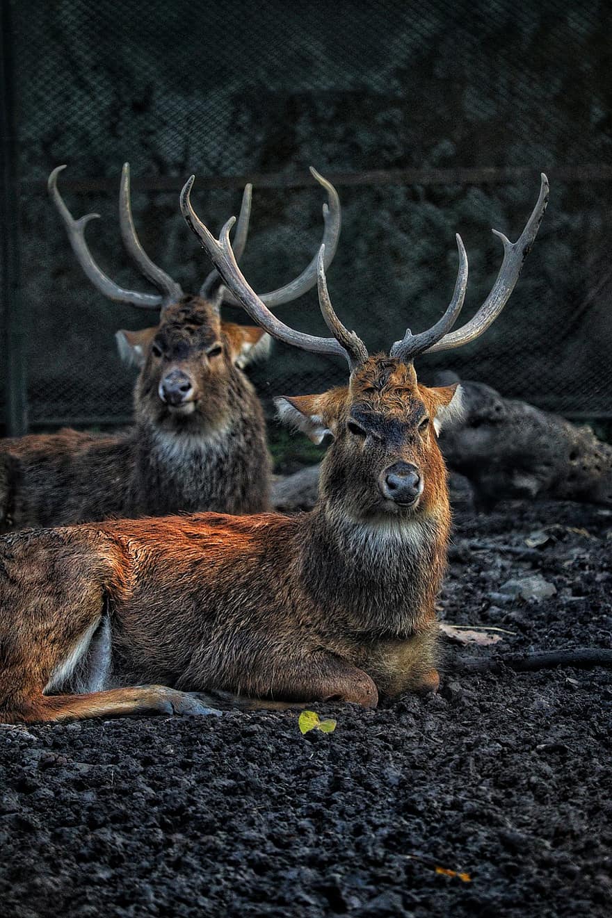 Buck, Ruminant, Horns, Fur, Animal, animals in the wild, deer, horned, stag, cute, grass