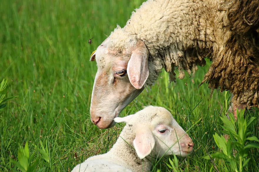Schaf, wolle, Lamm, Herde, Weide, Bauernhof, Tier, Säugetier, Wiese, Vieh, ländlich