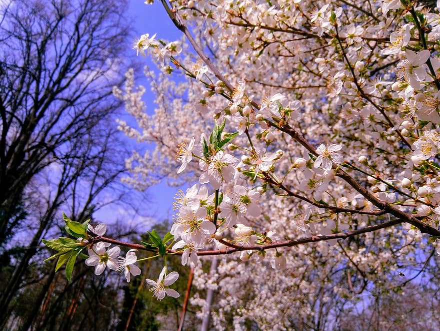 kirsikankukkia, vaaleanpunaiset kukat, sakura, kukat, luonto, kevät, puutarha, pysäköidä, kukka, puu, haara