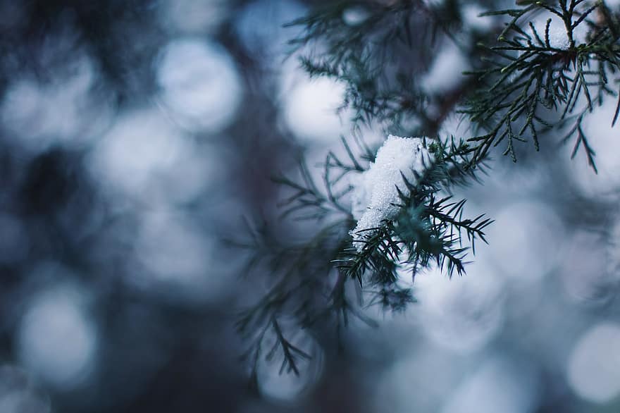 sníh, zimní, borovice, strom, pozadí, větev, les, jehličnatého stromu, detail, sezóna, list