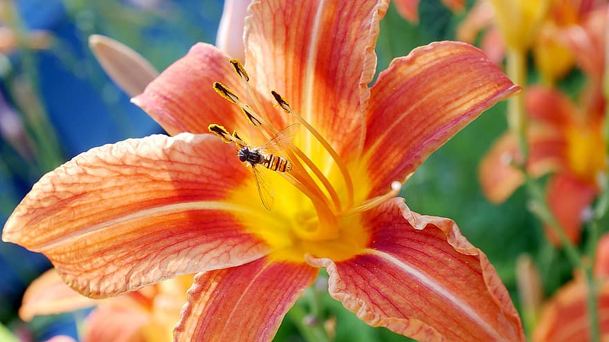 daylily, цвете, оса, оранжева лилия, насекомо, опрашвам, оранжев цвете, листенца, оранжеви венчелистчета, разцвет, цвят