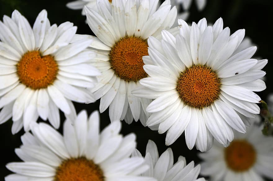 Flower, Marguerite, plant, daisy, close-up, summer, petal, macro, yellow, flower head, springtime