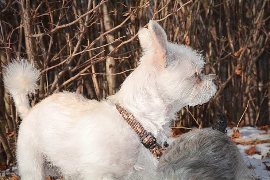 하바네세 말티즈, 개, 착한 애, 흰 개, 작은 개, 동물, 잡종, 국내 개, 송곳니, 포유 동물, 귀엽다