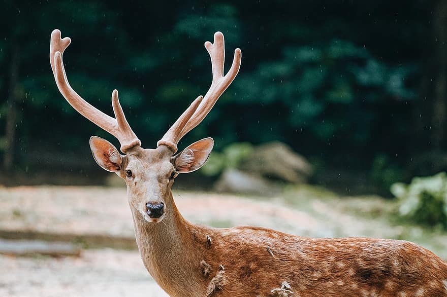 Deer, Buck, Animal, Antler, Mammal, Wild Animal, Wildlife, Wilderness