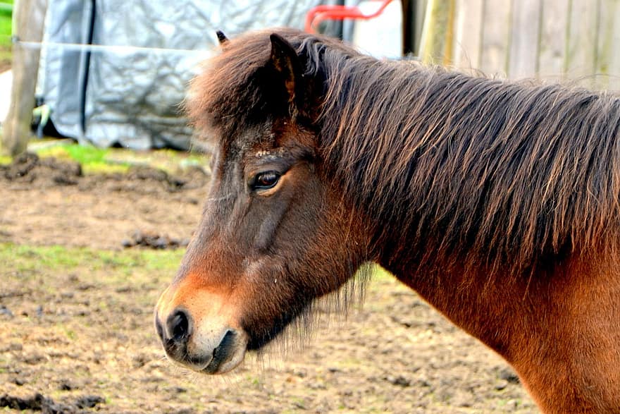 ponny, häst, Ponyhof, Reiterhof, manen, hovdjur, koppling, ryttare, liten häst, däggdjur, fauna