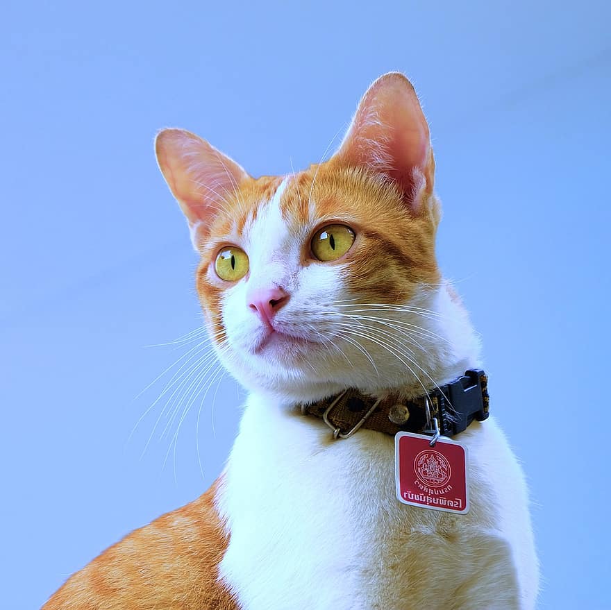 Cat, Pet, Collar, Cat Collar, Feline, Mammal, Animal, Portrait, Cat Portrait, Domestic, Domestic Cat