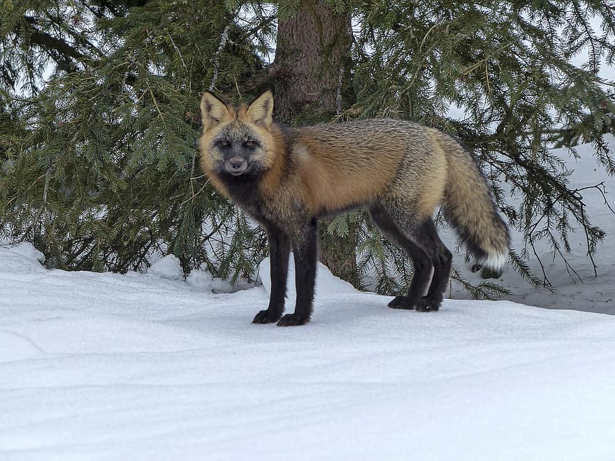 животно, лисица, дивата природа, бозайник, ловец, хищник, вид, животни в дивата природа, сняг, зима, сладък