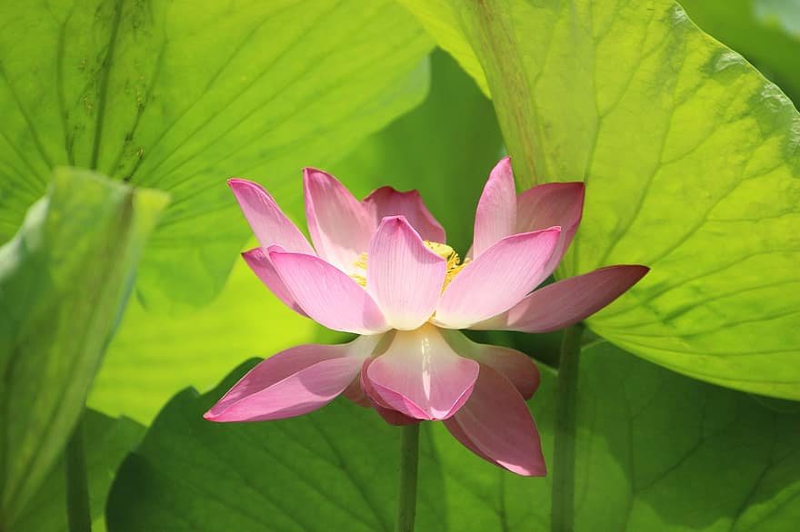 Lotusa zieds, ūdensroze, lotosa lapas, dīķis, ūdens augiem, zied, zieds, rozā zieds, raksturs
