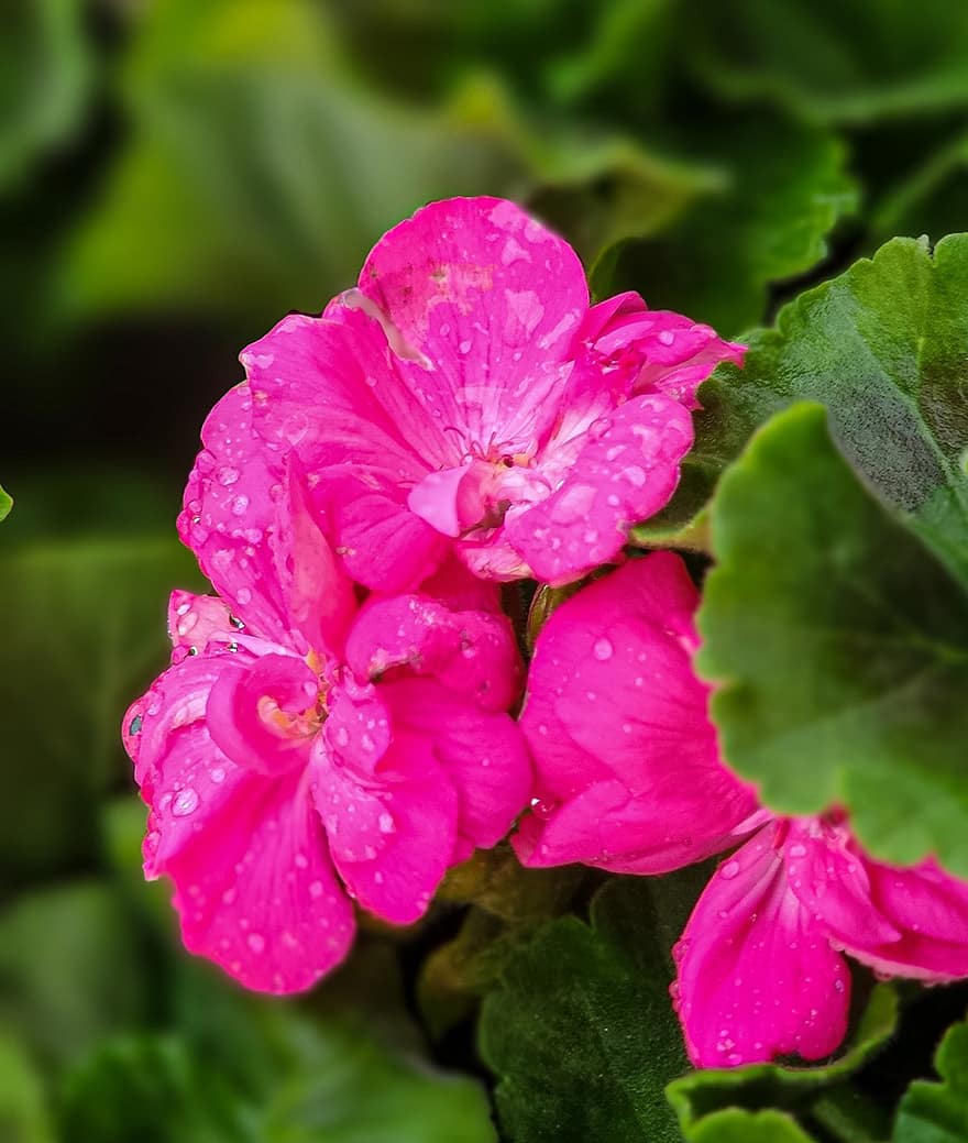 begonie, roz flori, grădină, natură, picături de rouă