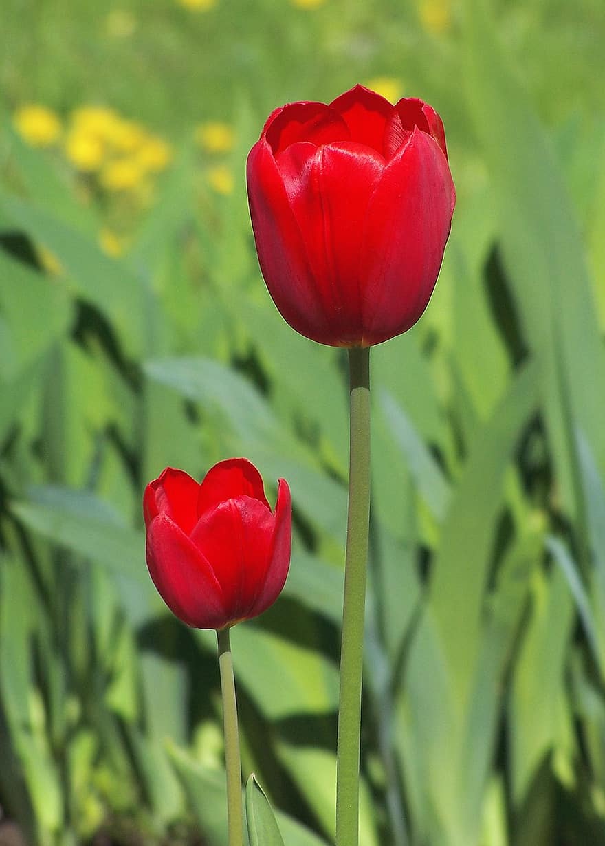 tulipán, Červené, květiny, pár, kvete na, květinový, kvetoucí rostlina, okrasných rostlin, flóra, Příroda, zahrada
