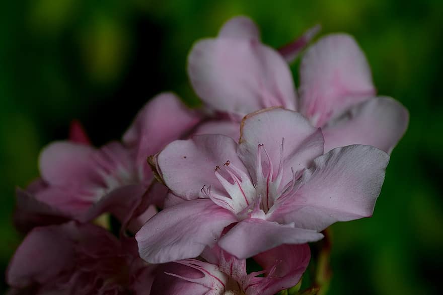 Oleander, Flowers, Plant, Pink Flowers, Petals, Bloom, Nature, Dark, close-up, flower, petal