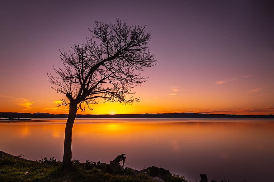 tramonto, lago, in riva al lago, albero, autunno, crepuscolo, albero solitario, erba, lago di bolsena, Italia, natura