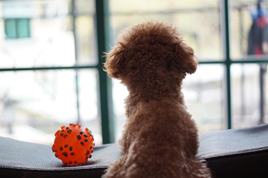 Pomarańczowy, piłka, pies