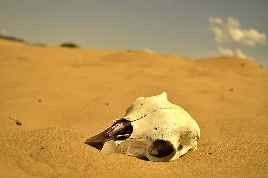 woestijn, schedel, heet, dood, bot, zand, hoofd, Mongolië, dor, schapen, duin