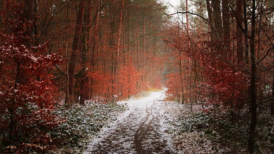 hó, dér, téli csodaország, tájkép, mágikus, fa, téli, erdő, ősz, évszak, levél növényen