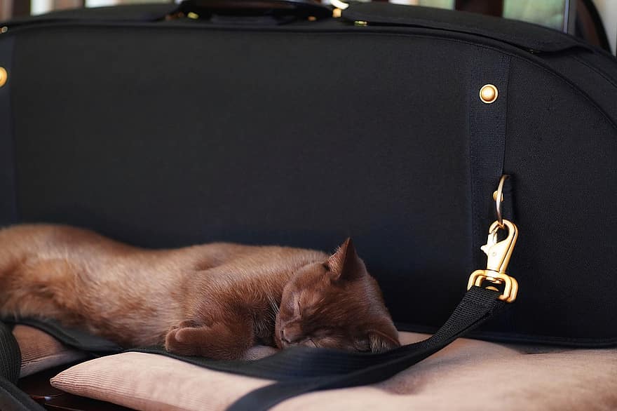 britská krátkosrstá, kočka, kotě, housle případ, nástroj, spát, mieze, židle, Koťátko, domestikovaný, roztomilý