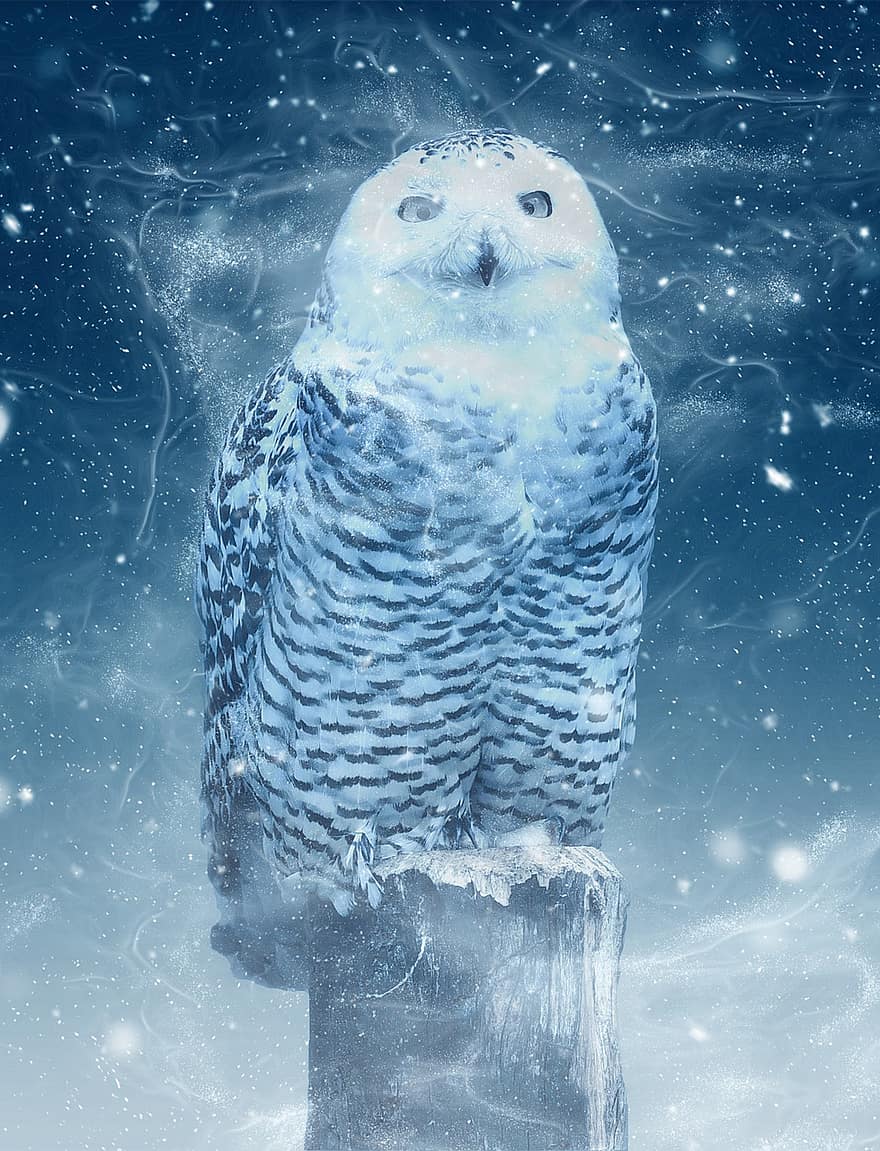 búho de la nieve, búho, lechuza, ojos, pájaro, pluma, animal, nocturno, bosque, raptor, místico
