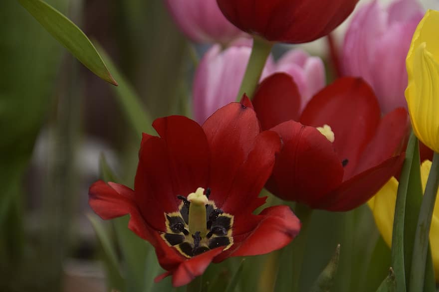 tulipanes, Flores rojas, las flores, tulipanes rojos, pétalos, floración, flor, pétalos rojos, flora, plantas, naturaleza