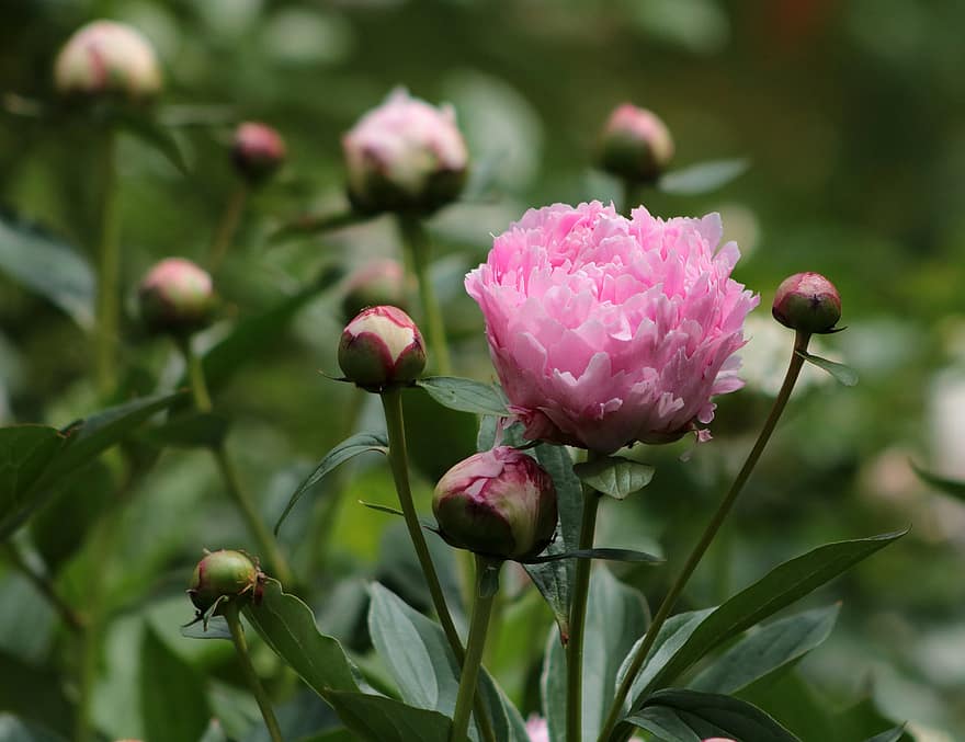 Peonies, Pink Peonies, Pink Flowers, Flower Buds, Garden, plant, summer, close-up, flower, leaf, flower head