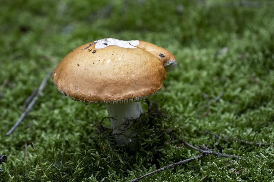Mushroom, Fungus, Moss, Forest Floor, Ground, Forest, Nature, Summer