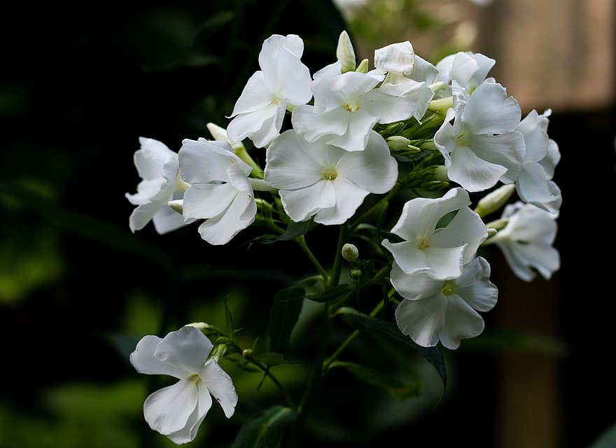 phlox, fiore di fiamma, fiori, giardino, bellissimo, estate, bianca, luminosa