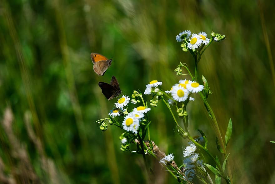 蝶々、フラワーズ、受粉する、受粉、虫、翼のある昆虫、蝶の羽、咲く、花、フローラ、動物相