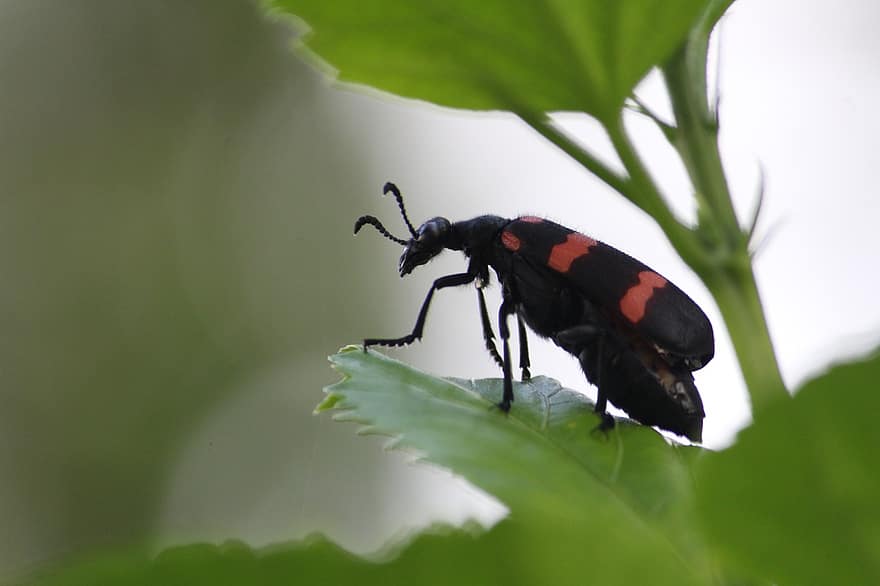 insetto, scarafaggio, natura, avvicinamento, macro, foglia, colore verde, pianta, estate, animali allo stato selvatico, artropodo