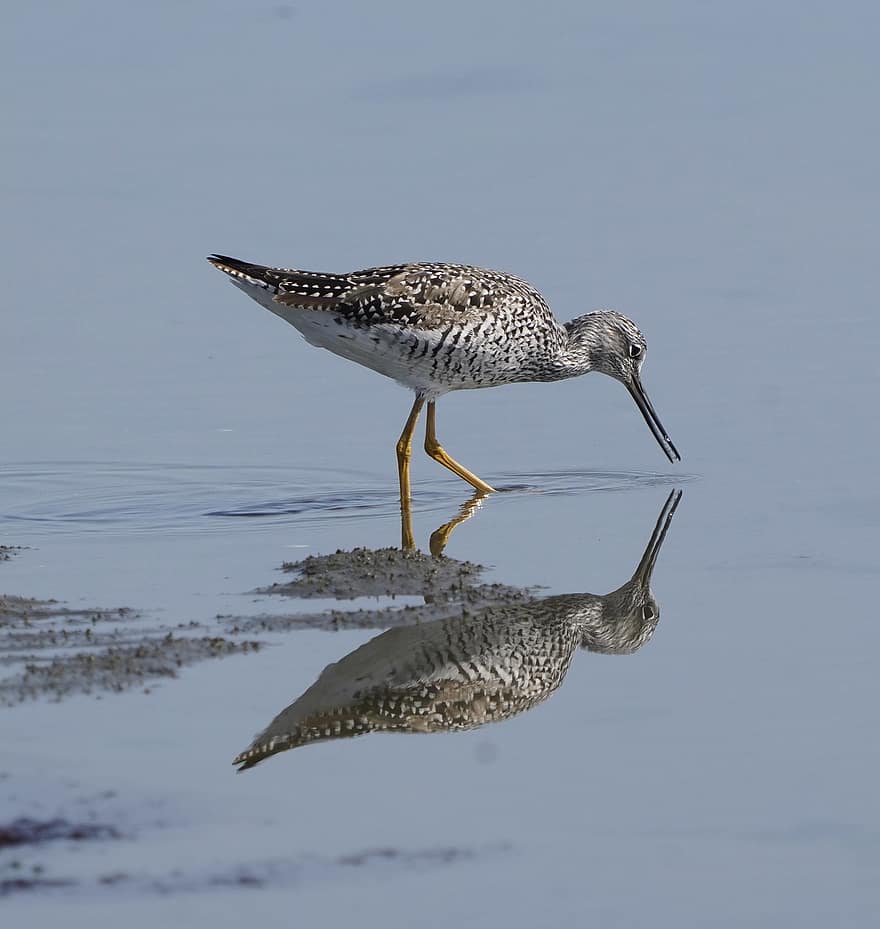 Greater Yellowleg, Shorebird, Lake, River, Wader, Bird, Animal, Ornithology, Ocean, Shore, Tidal Flats