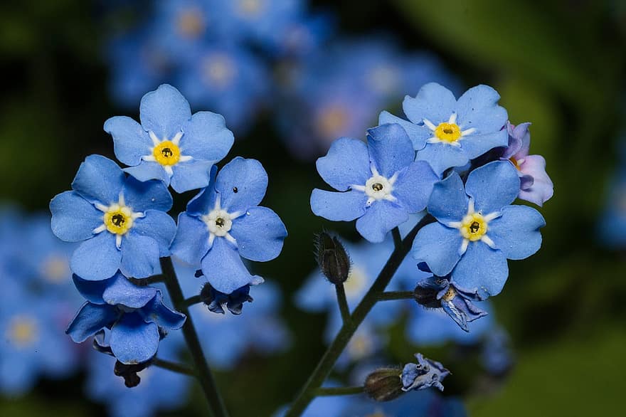 Blossom, Bloom, Flower, Forget Me Not, Close Up, Nature, Spring