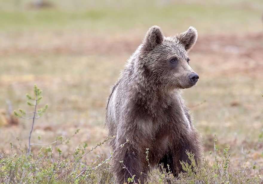 нести, бурый медведь, медвежонок, Ursus Arctos, дикое животное, Финляндия