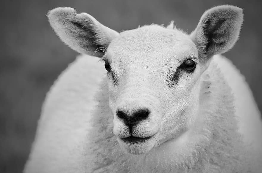 domba, hewan, wol, mamalia, ternak, padang rumput, satu warna, hitam dan putih