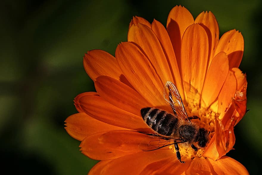 maravilla, polinización, abeja, flor, naturaleza, insecto, de cerca, macro, verano, amarillo, planta