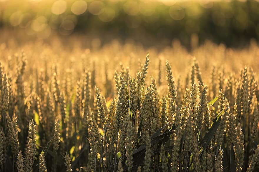 Wheat, Crops, Plants, Grains, Agriculture, Farming, Food, Cereals, Growth, Spring, Evening