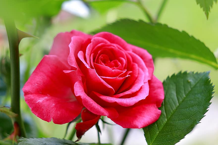 Rose, blühen, Rosa, Rosenblüte, romantisch, Blütenblätter, Pflanze, rot