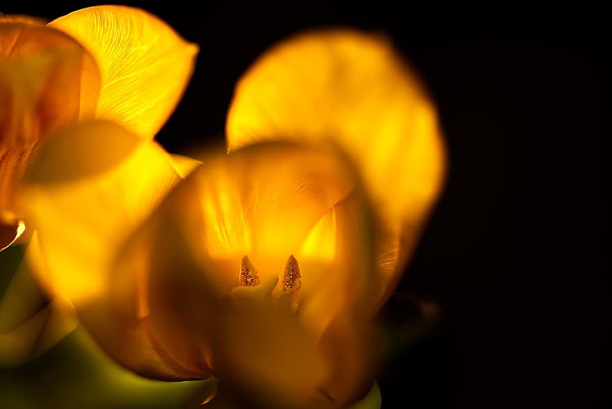tulipano, tulipano giallo, fiore giallo, fiore, fiorire, fioritura, natura, macro, avvicinamento, pianta, giallo